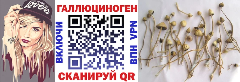 Псилоцибиновые грибы GOLDEN TEACHER что такое Опочка